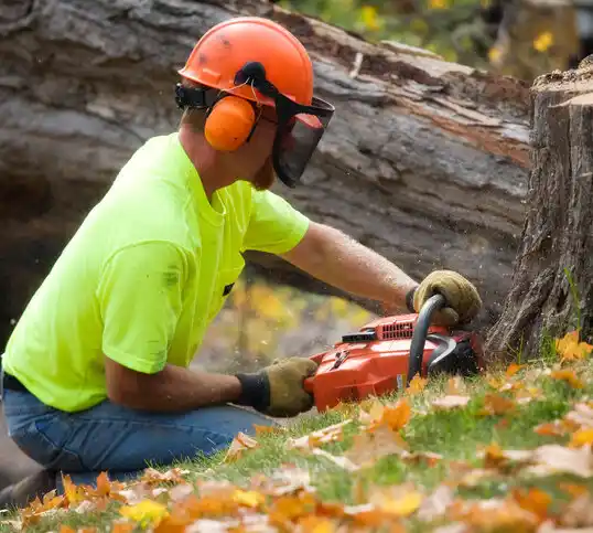 tree services Sacramento